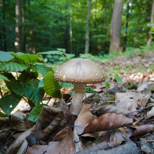 Seta Silvestre Con Gorra Gris Tallo Blanco Suelo Del Bosque —  Fotos de Stock