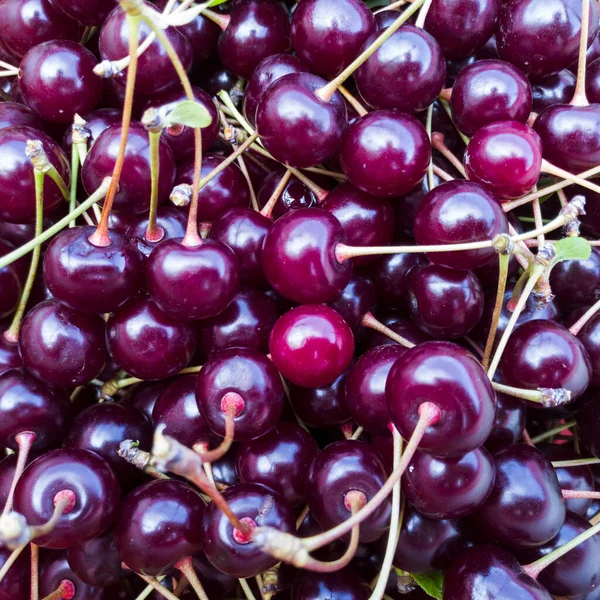 Fresh Healthy Ripe Cherry Many Juicy Delicious Fruit Full Vitamins — Stock Photo, Image