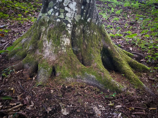 コケや地衣類で生い茂ったホーンビームの木の根を閉じると 森の中で苔生の木樹皮 — ストック写真