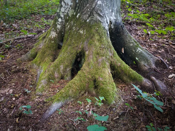 Hornbeam Tree Roots Overgrown Moss Close Mossy Tree Bark Forest — Stock Photo, Image