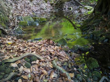 Yaz boyunca sığ dereler ve su altı katmanlı kaya oluşumları ve ormandaki yosunlu taşlar ile manzara