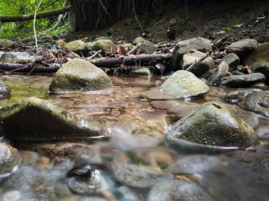 Ormandaki sığ dağ deresi, ıslak taşlar ve soyut hareketli su, güzel doğa.