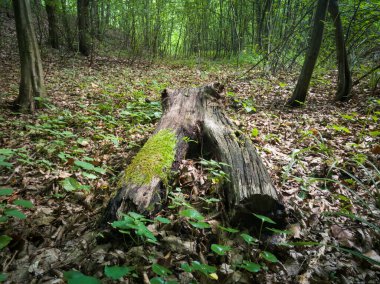 Ormanın zemininde çürüyen ağaç gövdesi yosunlarla kaplı, ağaç kabuğu olmayan ölü kütükler.