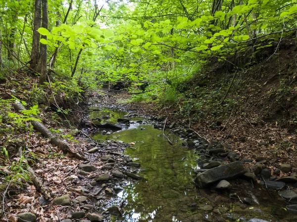 Ormanda sığ bir dağ deresi, nehir yatağında ıslak taşlar ve soyut hareketli su, güzel doğa.