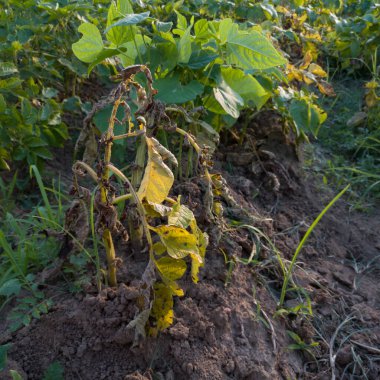 Yaprak dökme, sebze hastalığı, bahçedeki hasta bitki, tarım felaketi.