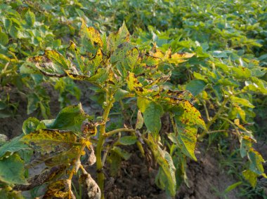 Yaprak dökme, sebze hastalığı, bahçedeki hasta bitki, tarım felaketi.