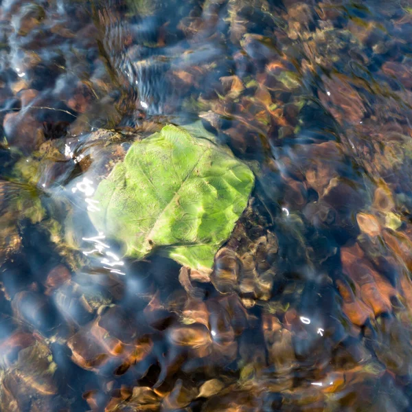 Green fallen leaf stuck on stone at bottom of fast shallow stream, leaf under rippling water surface, refraction of light