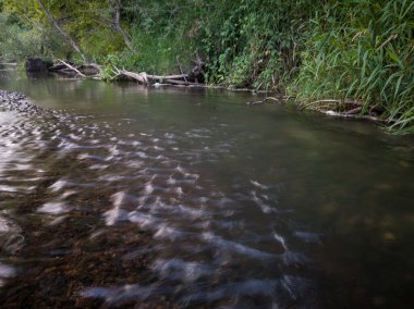 Yaz boyunca sarp nehir kıyısında sığ ve hızlı sularda düşen ölü ağaçlar.