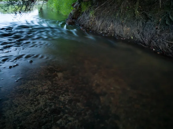 Erosão Fluvial Água Solo Lavada Partir Raízes Salgueiro Riacho Raso — Fotografia de Stock