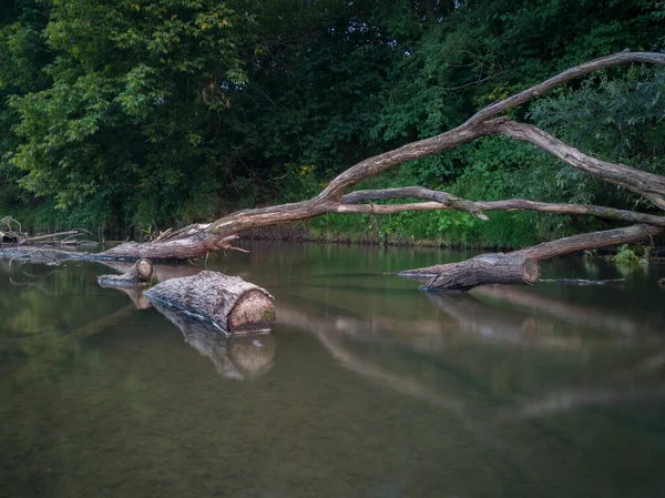 夕暮れ時に草や木で覆われた急な海岸に対して浅い川で立ち往生大きな枝と枯れ木ログ — ストック写真