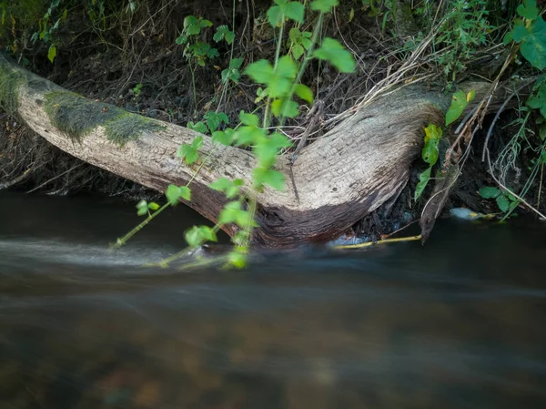 流動性浸食 枯れ木の苔むした根からの水洗浄土 — ストック写真