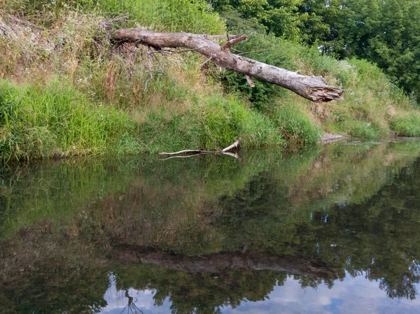 Detalhe Ecossistema Fluvial Árvore Morta Dobrada Acima Água — Fotografia de Stock