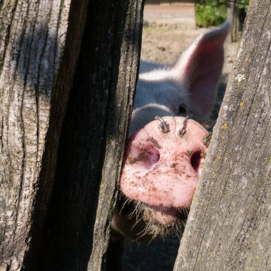 Yaşlı ahşap ahşap kalemlerin arasına bak. Burnu kabloyla toprağı kazma, kırsal alanda güneşli bir gün.