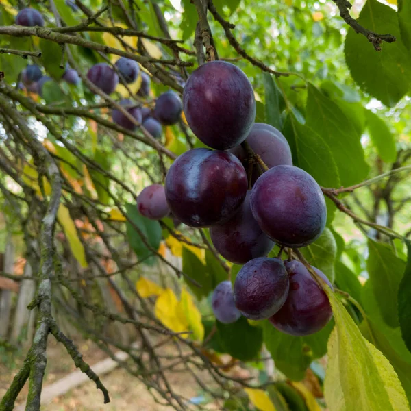 Ramo Com Molho Ameixas Deliciosas Maduras Azuis Frutas Orgânicas Saudáveis — Fotografia de Stock