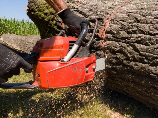 Man Sneed Het Grote Eiken Blok Met Kettingzaag Veiligheid Het — Stockfoto