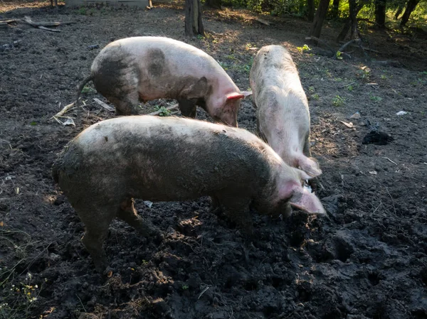 Domuz ağılında çamurda üç kirli domuz, kırsalda evcil hayvan yetiştiriyor.