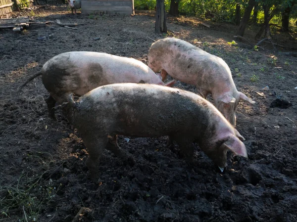 Three dirty pigs plays in mud in pig pen, farming domestic animals in countryside