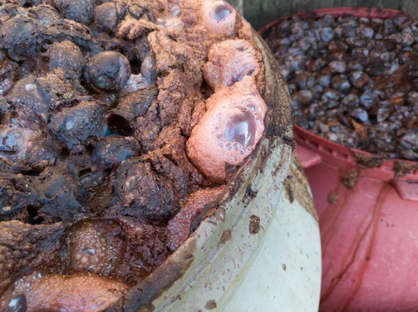 Ev yapımı brendi, slivovitz likörü için plastik fıçılarda erik fermantasyonu