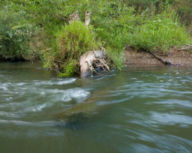 Yanal akıntı erozyonu, devrilmiş ağaç akıntısı toprağı yıkıyor.