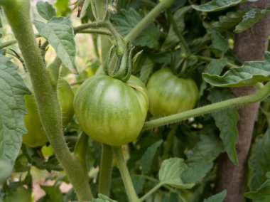 Bir demet yeşil domatesli domates, bahçedeki olgunlaşmamış sebze, vitamin zengini antioksidan