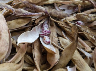 Kapsüller üzerindeki kırmızı fasulyelerle kuru açık kabuk protein, karbonhidrat ve lif açısından zengin sağlıklı beslenme düzeni.