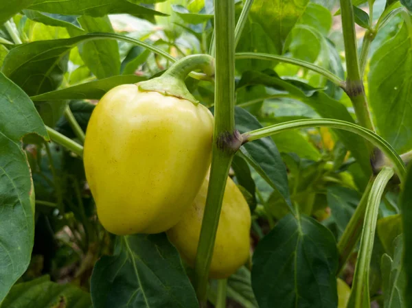 Bahçedeki bitkinin üzerine sarı biber ve evde yetişen sağlıklı yiyecekler.