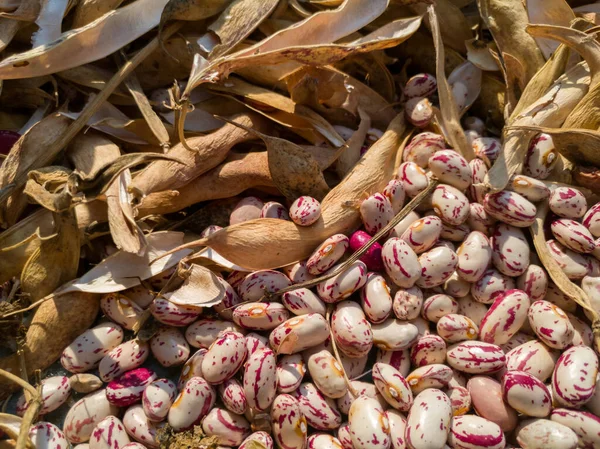 Kuru açık kapsüller ve kırmızı fasulyeler, protein, karbonhidrat ve lif açısından zengin sağlıklı diyetler.