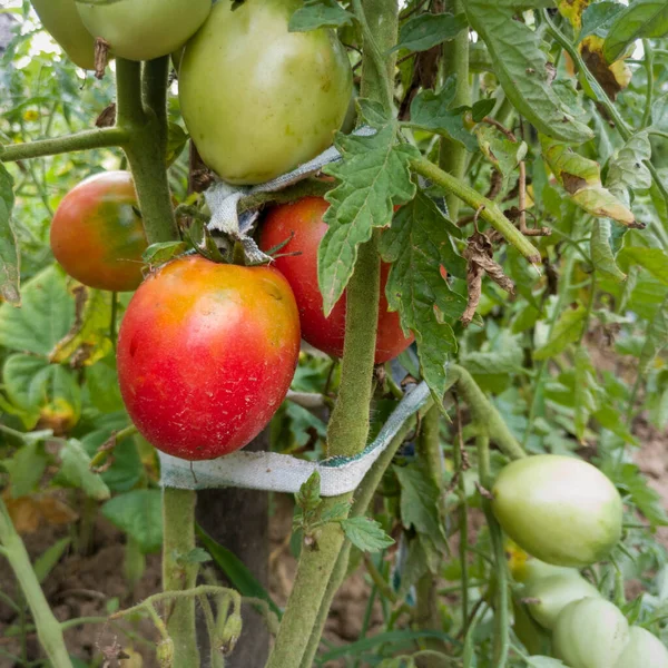 将成熟的西红柿捆在园中的植物上 健康的抗氧化剂丰富的食物 图库图片