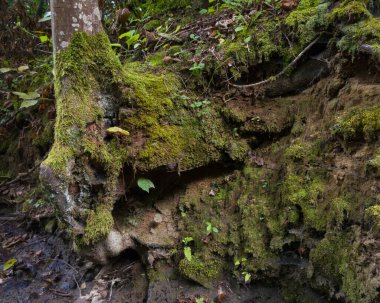 Hornbeam ağacı ve kökleri ormandaki dik zeminde yetişir, her şey yosunla kaplıdır.
