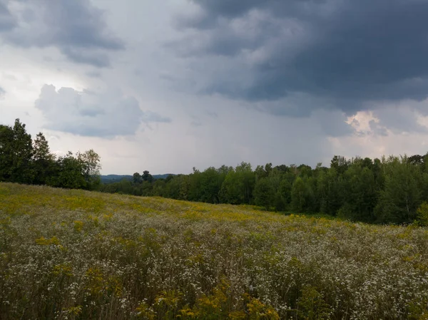 Landschaft Mit Wiesenblumen Und Wald Mit Dramatischen Wolken Einem Regnerischen — Stockfoto