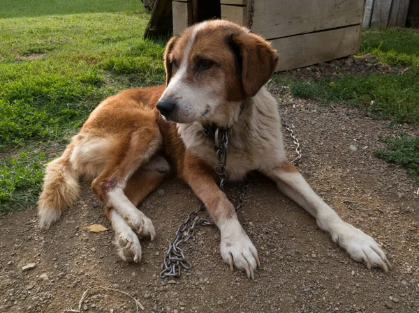 老弱狗脚上有伤 躺在木制狗屋附近的地上 免版税图库图片