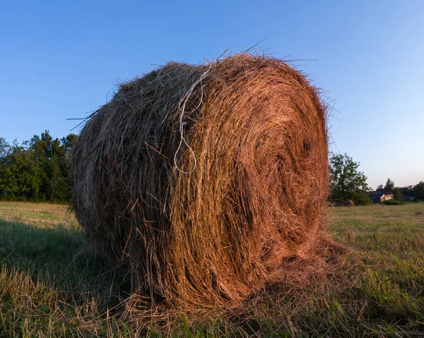 Rural Landscape One Roll Bale Field Dusk Straw Haystack Cattle — Stock Photo, Image