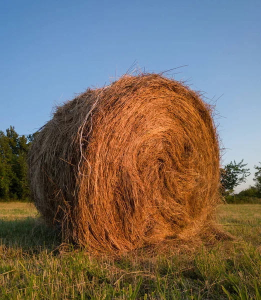 Rural Landscape One Roll Bale Field Dusk Straw Haystack Cattle — Stock Photo, Image