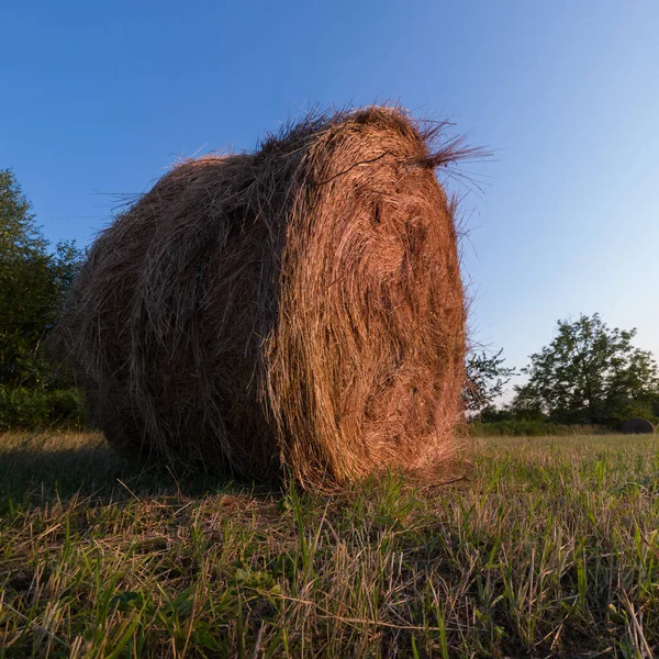 Rural Landscape One Roll Bale Field Dusk Straw Haystack Cattle — Stock Photo, Image