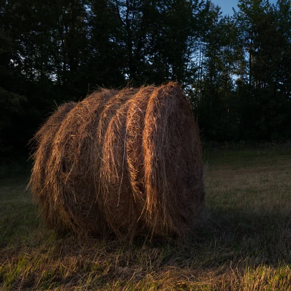 Paesaggio Rurale Con Rotoballa All Ombra Della Foresta Durante Tramonto — Foto Stock