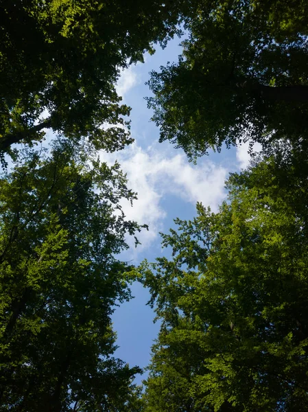 Σταυρός Σχήμα Άνοιγμα Δέντρο Θόλο Κοιτάζοντας Προς Τον Ουρανό — Φωτογραφία Αρχείου