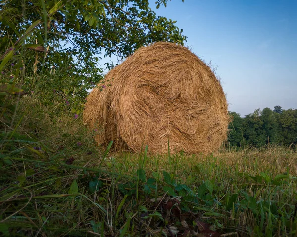 Rural Landscape Rolls Hay Meadow Roll Bales Summer Morning — Stock Photo, Image