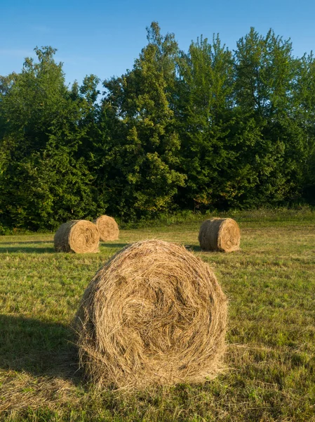Paesaggio Rurale Con Rotoli Fieno Prato Rotolo Balle Durante Mattina — Foto Stock