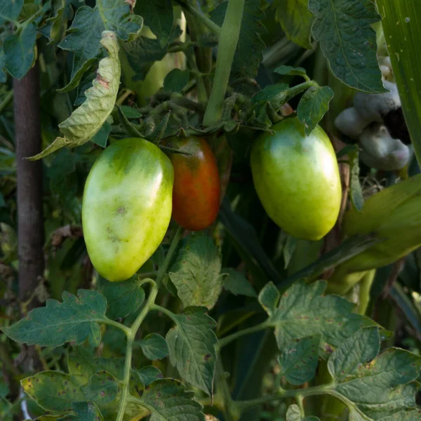 Bando Tomates Verdes Vermelhos Planta Jardim Vegetal Caseiro — Fotografia de Stock
