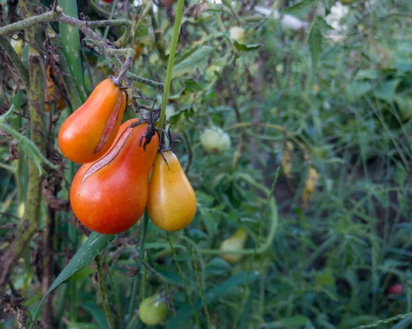 庭の植物に赤い割れたトマトの束 自家栽培の野菜 — ストック写真