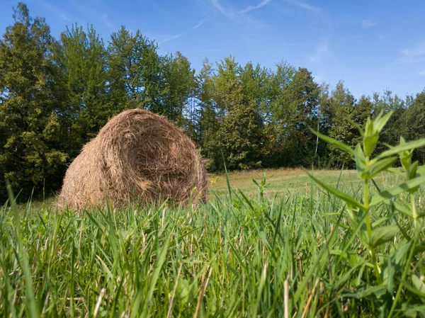 Low Angle Single Hay Roll Bale Field Forest Sunny Summer — Stock Photo, Image