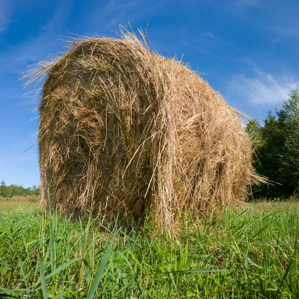 Single Hay Roll Bale Field Forest Sunny Summer Day Cattle — Stock Photo, Image