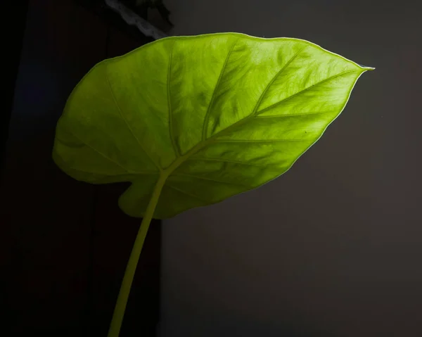 Ornamental Plant Alocasia Adam Sunlit — Stock Photo, Image