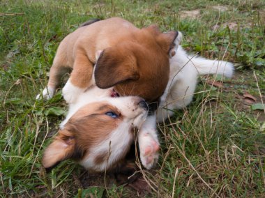 Çimenlerde birbirini ısıran iki küçük sevimli köpek yavrusu.