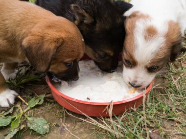 Üç sevimli yavru plastik tabaktan süt ve ekmek yiyor.