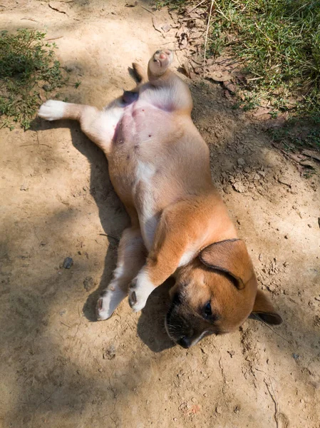 Tatlı Bir Turuncu Köpek Yavrusu Toz Içinde Sırt Üstü Yatıyor — Stok fotoğraf