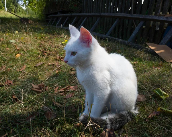 Eine Weiße Katze Sitzt Auf Dem Gras Und Sonnt Sich — Stockfoto