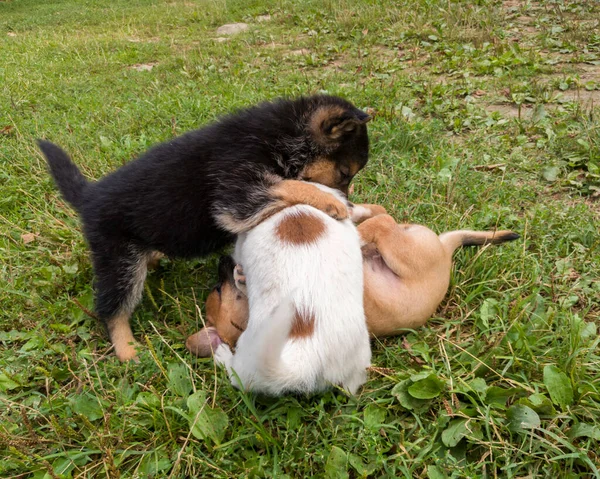 Çimenlerde Birbirini Isıran Küçük Sevimli Köpek Yavrusu — Stok fotoğraf