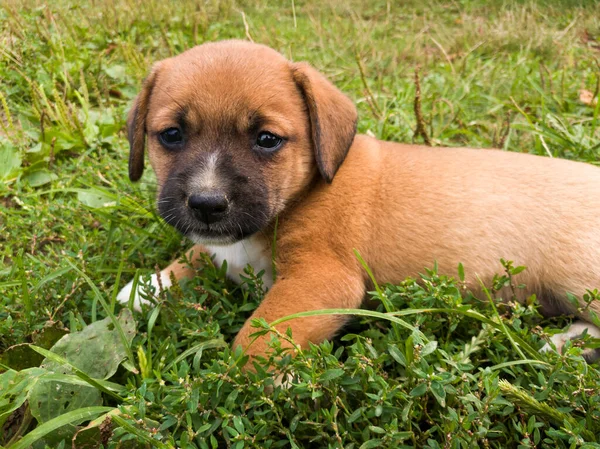 Jeden Pomarańczowy Cute Szczeniak Układanie Trawie — Zdjęcie stockowe