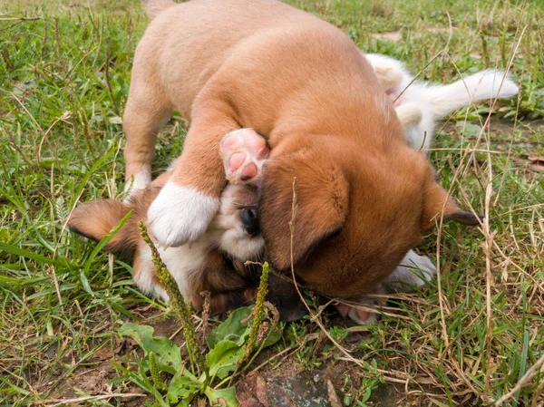 Çimenlerde Birbirini Isıran Iki Küçük Sevimli Köpek Yavrusu — Stok fotoğraf